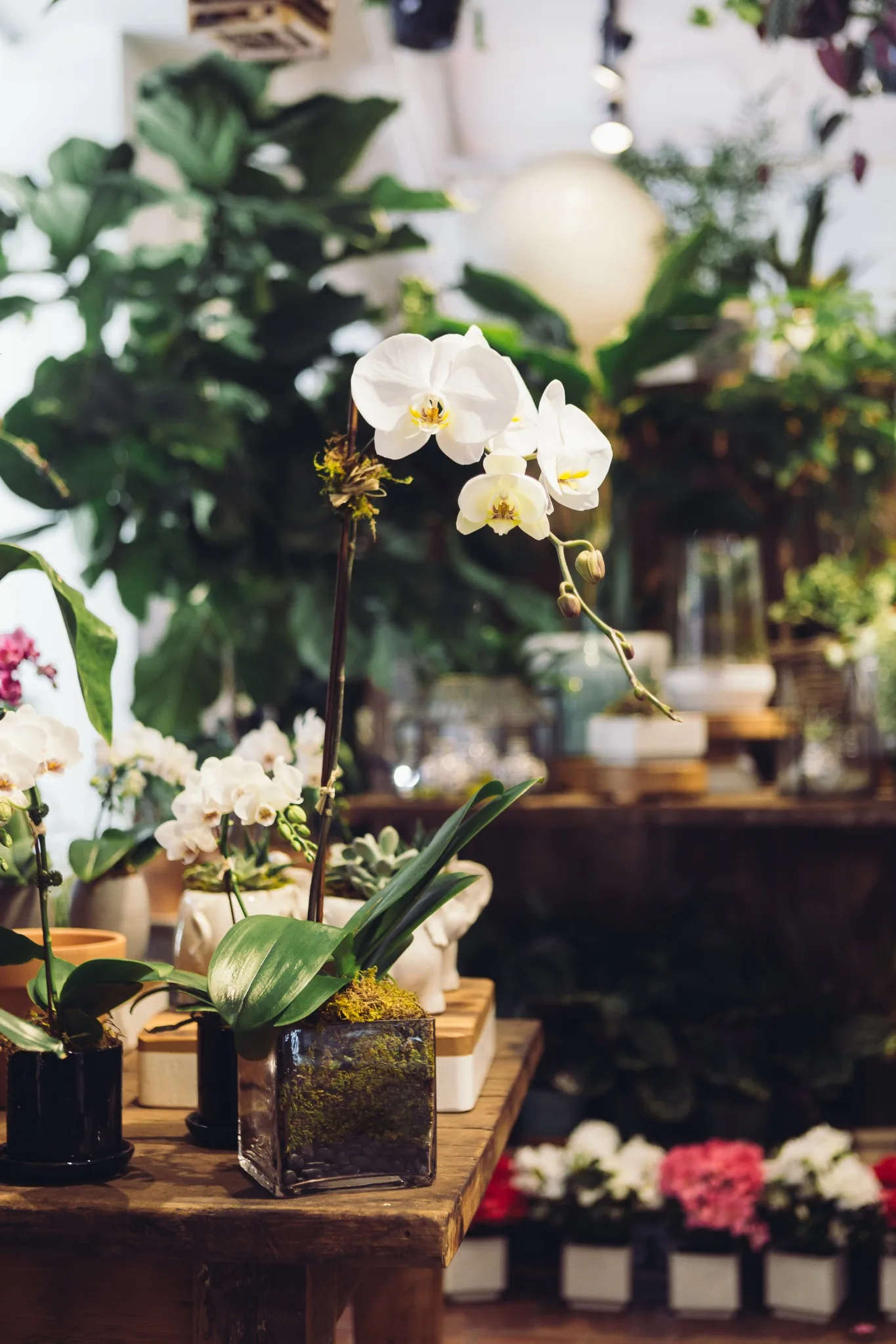 Orchidée et décoration dans une boutique de proximité